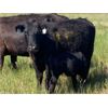 Image 2 : Triangle D Land & Cattle Co. - 40 Angus X 1st Calf Pairs (Hanley, SK)