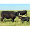 Image 3 : Triangle D Land & Cattle Co. - 40 Angus X 1st Calf Pairs (Hanley, SK)