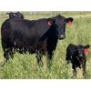 Image 4 : Triangle D Land & Cattle Co. - 40 Angus X 1st Calf Pairs (Hanley, SK)