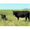 Image 5 : Triangle D Land & Cattle Co. - 40 Angus X 1st Calf Pairs (Hanley, SK)