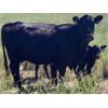 Image 6 : Triangle D Land & Cattle Co. - 40 Angus X 1st Calf Pairs (Hanley, SK)