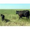 Image 7 : Triangle D Land & Cattle Co. - 40 Angus X 1st Calf Pairs (Hanley, SK)