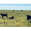 Image 12 : Triangle D Land & Cattle Co. - 40 Angus X 2nd & 3rd Calf Pairs (Hanley, SK)