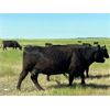 Image 15 : Triangle D Land & Cattle Co. - 40 Angus X 2nd & 3rd Calf Pairs (Hanley, SK)