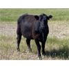 Image 16 : Triangle D Land & Cattle Co. - 40 Angus X 2nd & 3rd Calf Pairs (Hanley, SK)
