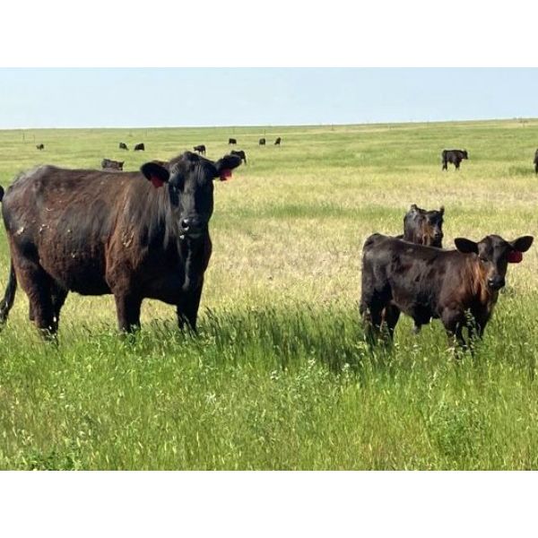 Triangle D Land & Cattle Co. - 40 Angus X 2nd & 3rd Calf Pairs (Hanley, SK)