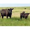 Image 4 : Triangle D Land & Cattle Co. - 40 Angus X 2nd & 3rd Calf Pairs (Hanley, SK)