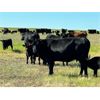 Image 7 : Triangle D Land & Cattle Co. - 40 Angus X 2nd & 3rd Calf Pairs (Hanley, SK)
