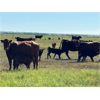 Image 9 : Triangle D Land & Cattle Co. - 40 Angus X 2nd & 3rd Calf Pairs (Hanley, SK)