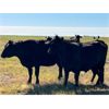 Image 10 : Triangle D Land & Cattle Co. - 40 Angus X 3rd & 4th Calf Pairs (Hanley, SK)
