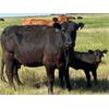 Image 11 : Triangle D Land & Cattle Co. - 40 Angus X 3rd & 4th Calf Pairs (Hanley, SK)