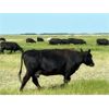 Image 12 : Triangle D Land & Cattle Co. - 40 Angus X 3rd & 4th Calf Pairs (Hanley, SK)