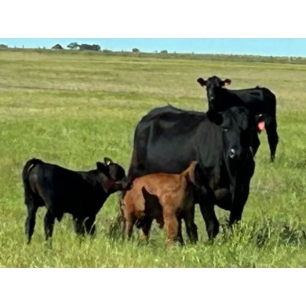 Triangle D Land & Cattle Co. - 40 Angus X 3rd & 4th Calf Pairs (Hanley, SK)