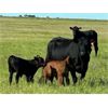 Image 1 : Triangle D Land & Cattle Co. - 40 Angus X 3rd & 4th Calf Pairs (Hanley, SK)
