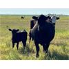 Image 2 : Triangle D Land & Cattle Co. - 40 Angus X 3rd & 4th Calf Pairs (Hanley, SK)