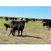 Image 4 : Triangle D Land & Cattle Co. - 40 Angus X 3rd & 4th Calf Pairs (Hanley, SK)