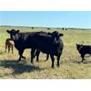 Image 6 : Triangle D Land & Cattle Co. - 40 Angus X 3rd & 4th Calf Pairs (Hanley, SK)
