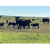 Image 7 : Triangle D Land & Cattle Co. - 40 Angus X 3rd & 4th Calf Pairs (Hanley, SK)