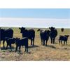 Image 9 : Triangle D Land & Cattle Co. - 40 Angus X 3rd & 4th Calf Pairs (Hanley, SK)