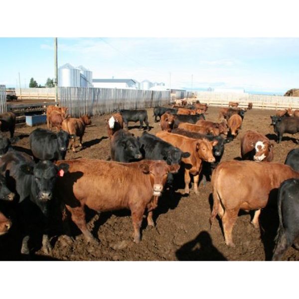 Poelman Farms - 880# Steers - 205 Head (Granum, AB)