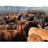 Image 3 : Poelman Farms - 880# Steers - 205 Head (Granum, AB)