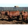 Image 4 : Poelman Farms - 880# Steers - 205 Head (Granum, AB)