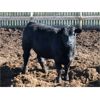 Image 5 : Poelman Farms - 880# Steers - 205 Head (Granum, AB)