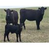 Image 1 : Block's Ranching Ltd. - 40 Angus X 3rd - 5th Calf Pairs (Cabri, SK)