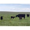 Image 4 : Block's Ranching Ltd. - 40 Angus X 3rd - 5th Calf Pairs (Cabri, SK)