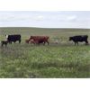 Image 5 : Block's Ranching Ltd. - 40 Angus X 3rd - 5th Calf Pairs (Cabri, SK)