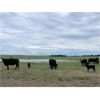 Image 6 : Block's Ranching Ltd. - 40 Angus X 3rd - 5th Calf Pairs (Cabri, SK)
