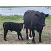 Image 2 : Block's Ranching Ltd. - 40 Angus X 2nd - 5th Calf Pairs (Cabri, SK)