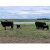 Image 3 : Block's Ranching Ltd. - 40 Angus X 2nd - 5th Calf Pairs (Cabri, SK)