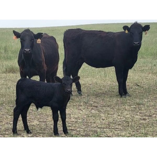 Block's Ranching Ltd. - 40 Angus X 2nd - 5th Calf Pairs (Cabri, SK)