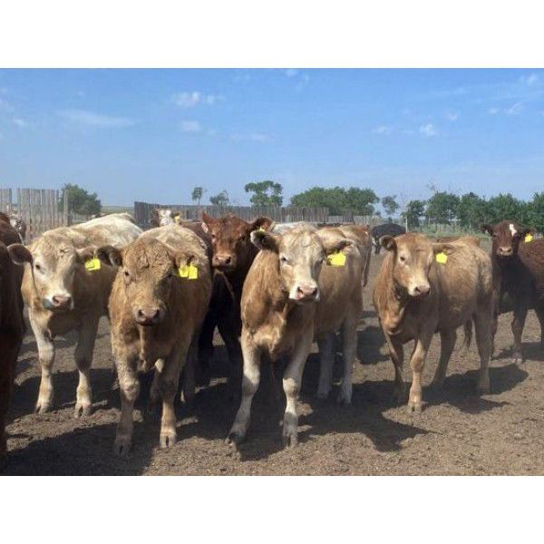 Lesher Lane Enterprises - 830# Heifers - 225 Head (Lacombe, AB)
