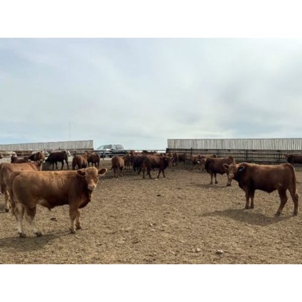 Pieter Wessels - 950# Steers - 60 Head (Fort Macleod, AB)