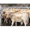 Image 2 : Rey Creek Ranch - 430# Heifer Calves - 45 Head (Mamit Lake, BC)