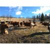 Image 1 : Rey Creek Ranch - 475# Heifer Calves - 50 Head (Mamit Lake, BC)