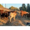 Image 3 : Rey Creek Ranch - 475# Heifer Calves - 50 Head (Mamit Lake, BC)
