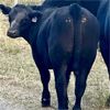 Image 2 : McGillivary Land & Cattle/Fraser Ranches - 670# Steer Calves - 95 Head (Kamloops, BC)