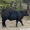 Image 4 : McGillivary Land & Cattle/Fraser Ranches - 670# Steer Calves - 95 Head (Kamloops, BC)