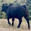 Image 5 : McGillivary Land & Cattle/Fraser Ranches - 670# Steer Calves - 95 Head (Kamloops, BC)