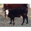 Image 4 : Joe & Elaine Ward - 675# Heifer Calves - 25 Head (Kamloops, BC)