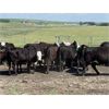 Image 2 : Double Diamond Cattle Co. - 975# Replacement Heifers - 30 Head (Airdrie, AB)