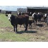 Image 3 : Double Diamond Cattle Co. - 975# Replacement Heifers - 30 Head (Airdrie, AB)