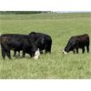 Image 4 : Double Diamond Cattle Co. - 975# Replacement Heifers - 30 Head (Airdrie, AB)