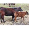 Image 2 : Wayhome Ranch - 635# Steer Calves - 180 Head (Kamloops, BC)