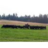 Image 3 : Wayhome Ranch - 635# Steer Calves - 180 Head (Kamloops, BC)