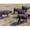 Image 2 : T6 Ranch - 670# Steer Calves - 60 Head (Penticton, BC)