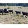 Image 3 : T6 Ranch - 670# Steer Calves - 60 Head (Penticton, BC)